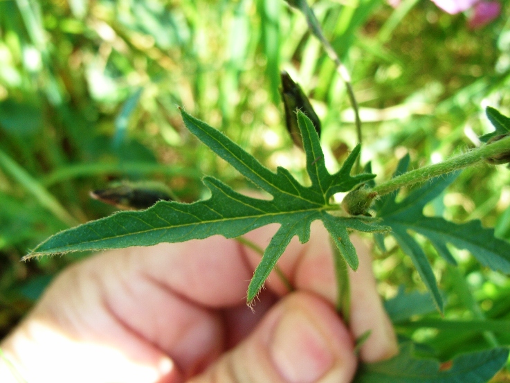 Convolvulus althaeoides / Vilucchio rosso